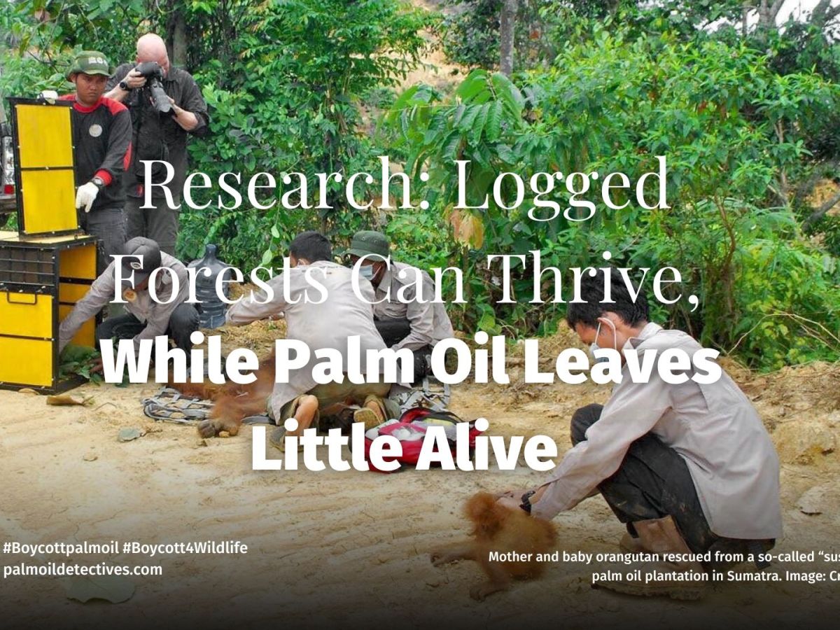 Logged Forests Thrive, While Palm Oil Leaves Little&nbsp;Alive