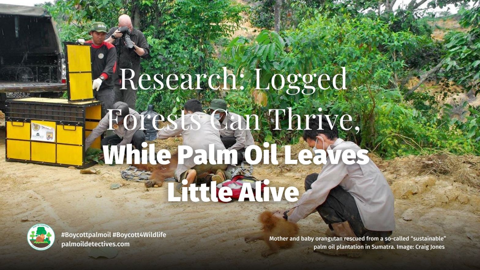 Research: Logged Forests Can Thrive, While Palm Oil Leaves Little Alive