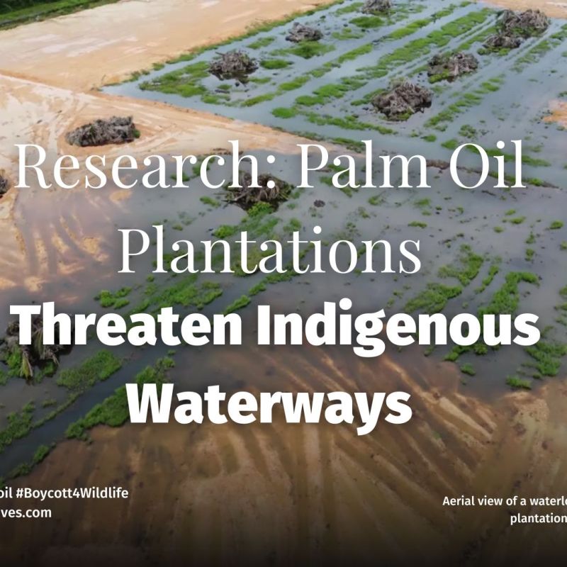 Palm Oil Plantations Threaten Indigenous&nbsp;Waterways