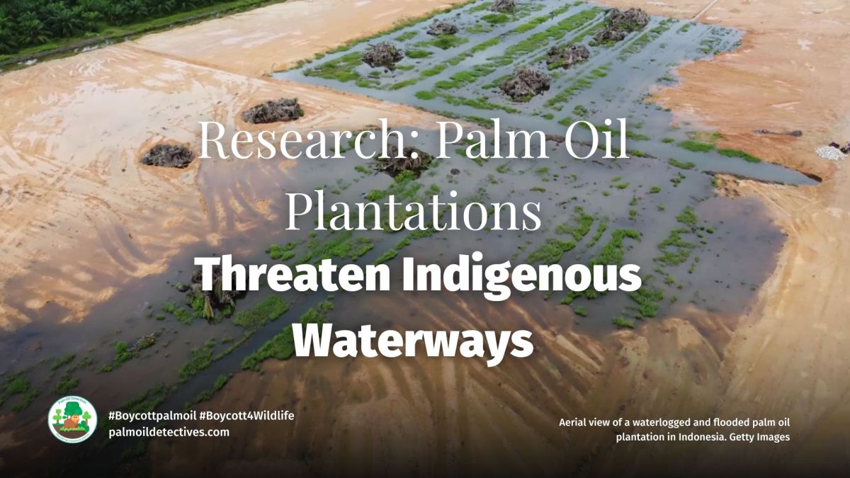 Palm Oil Plantations Threaten Indigenous&nbsp;Waterways