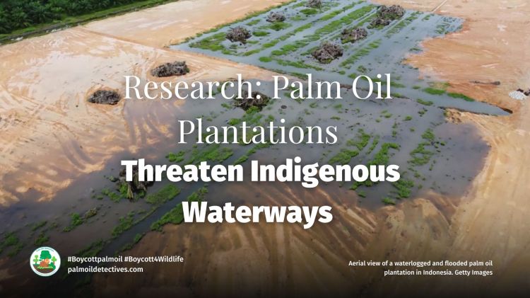 Palm Oil Plantations Threaten Indigenous&nbsp;Waterways