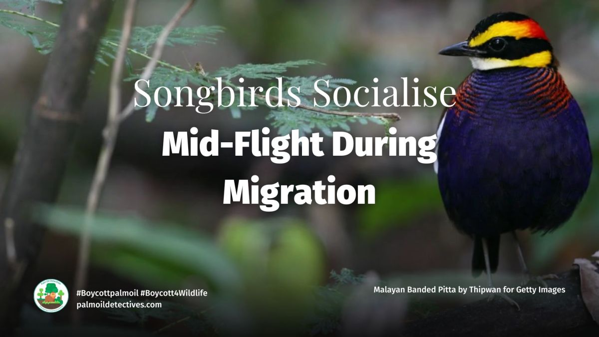 Songbirds Socialise Mid-Flight During&nbsp;Migration