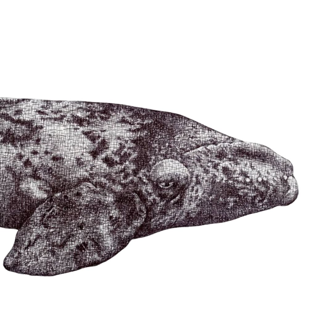 Emily Underwood art - Southern Right Whale