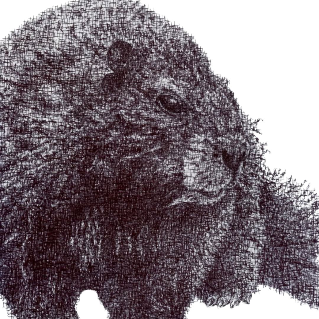 Emily Underwood art - Vancouver Island Marmot