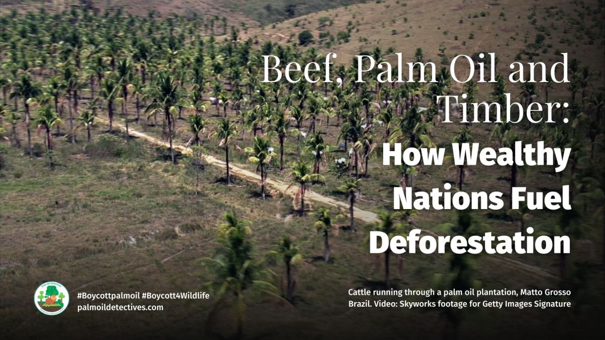 Beef, Palm Oil and Timber: How Wealthy Nations Fuel&nbsp;Deforestation