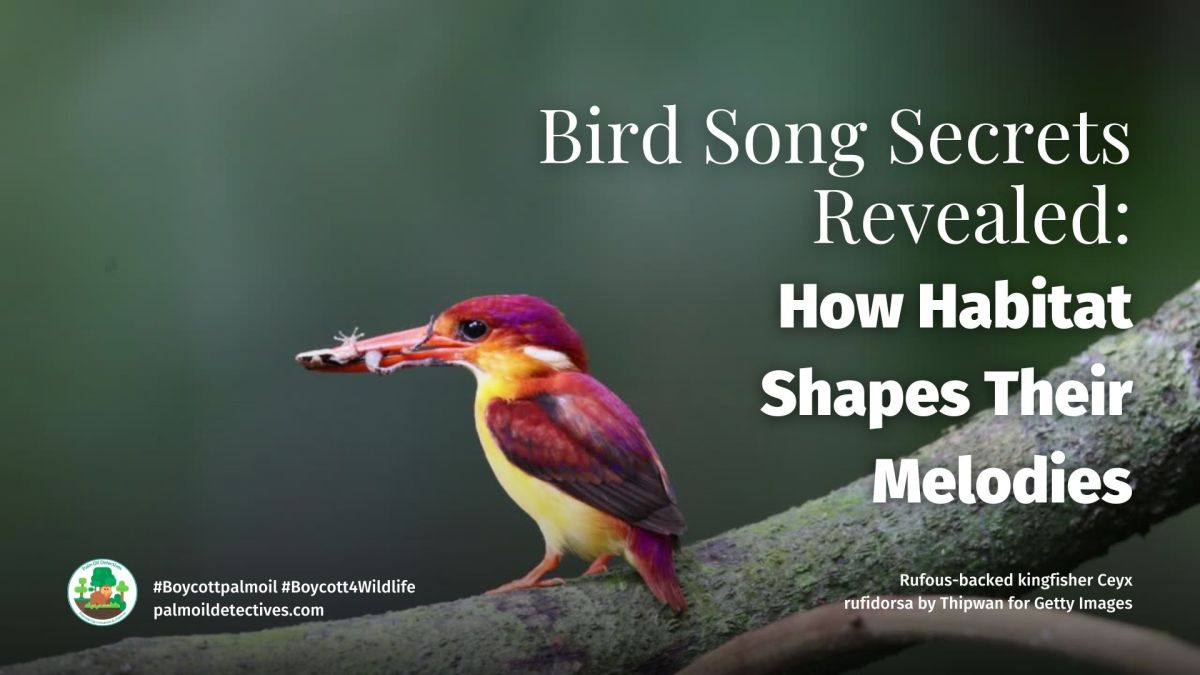 Bird Song Secrets Revealed: How Habitat Shapes Their&nbsp;Melodies