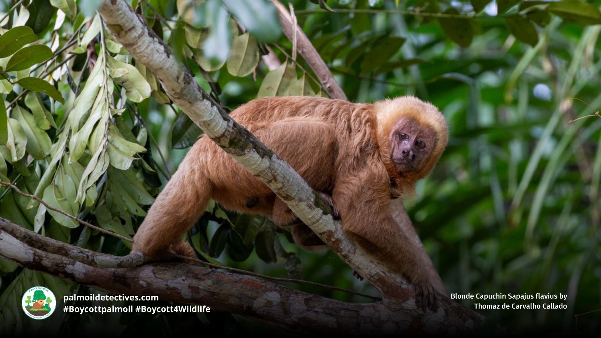 Blonde Capuchin Sapajus flavius in a tree