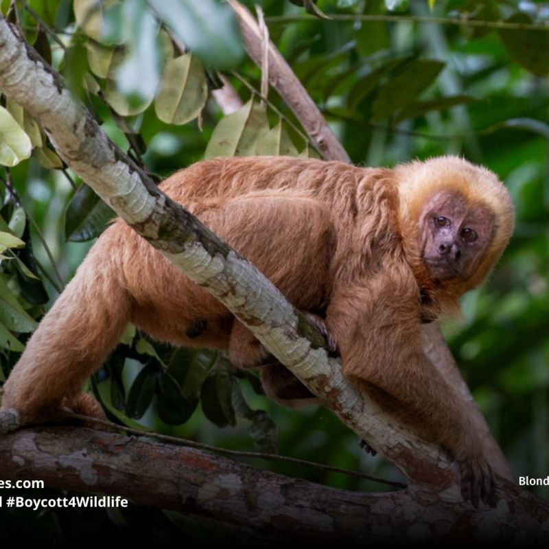 Blonde Capuchin Sapajus&nbsp;flavius