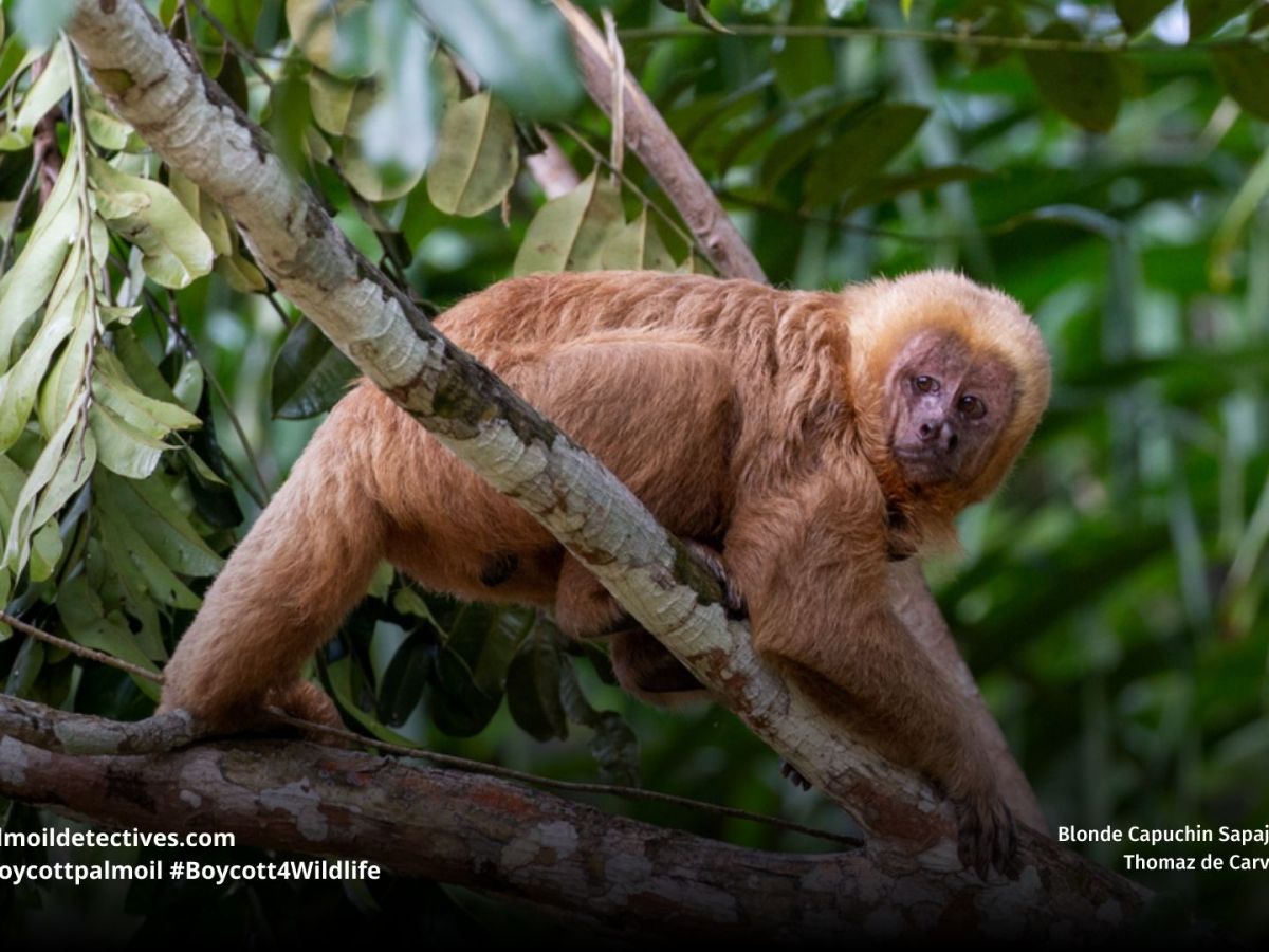 Blonde Capuchin Sapajus&nbsp;flavius