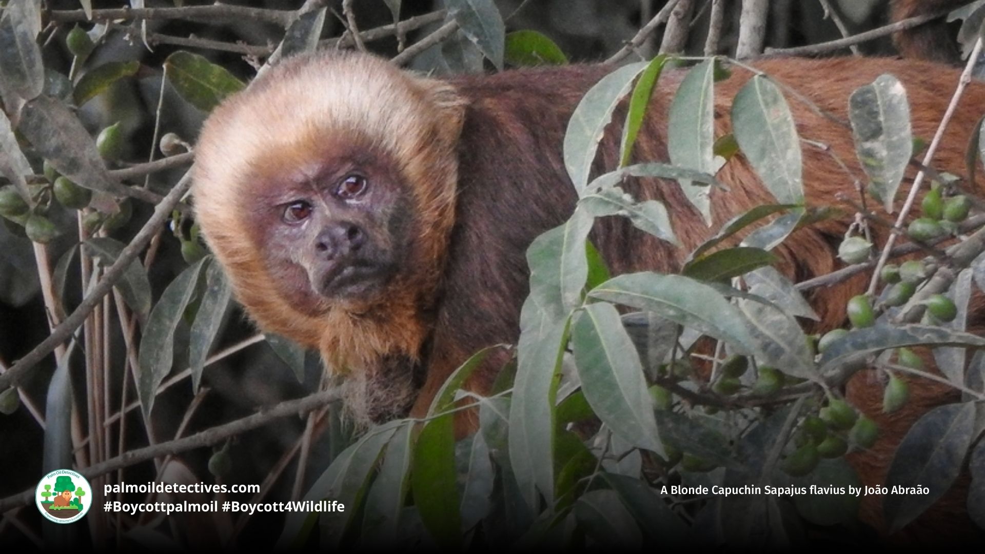 Blonde Capuchin Sapajus flavius in a tree
