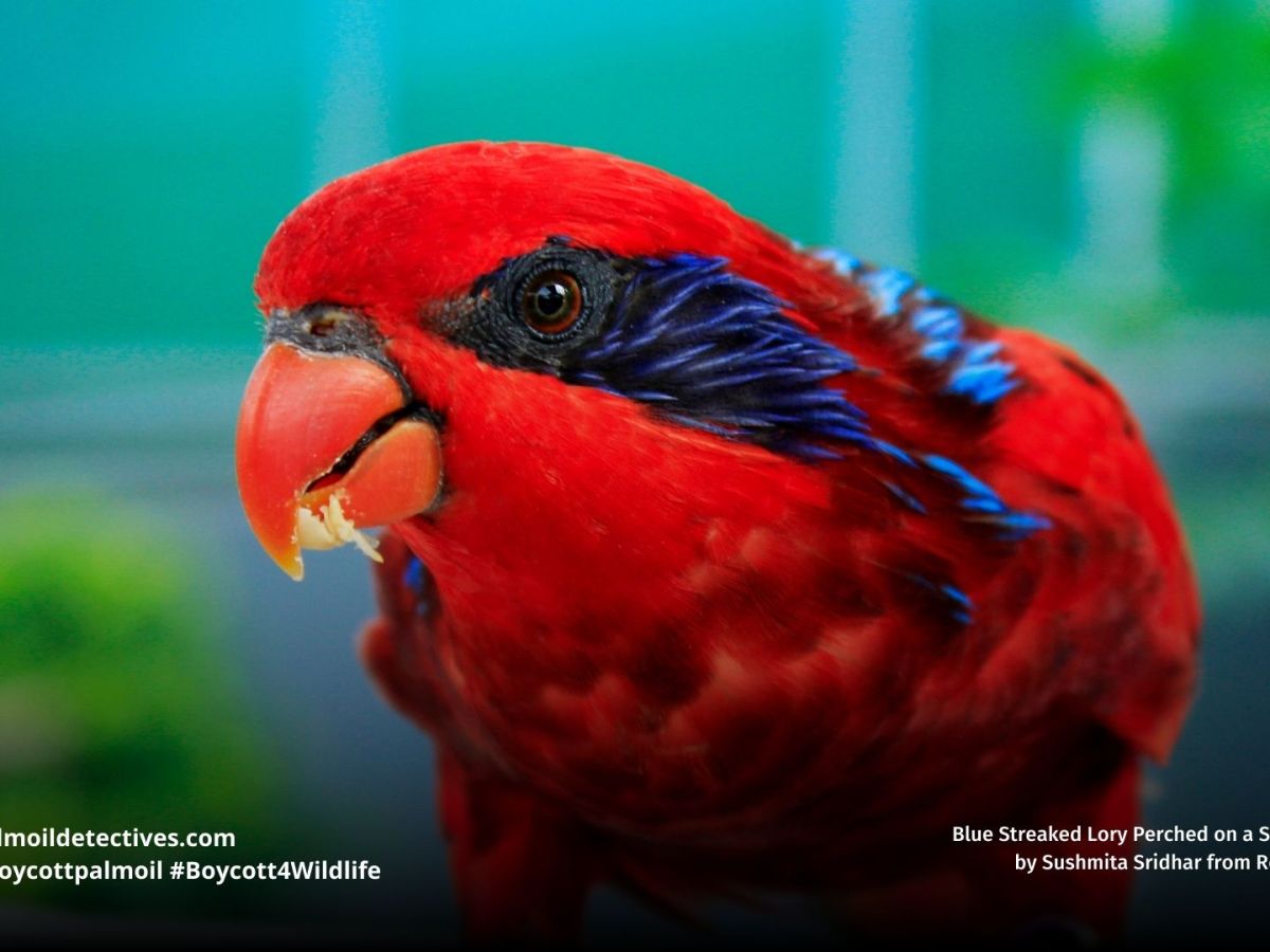 Blue-streaked Lory Eos&nbsp;reticulata
