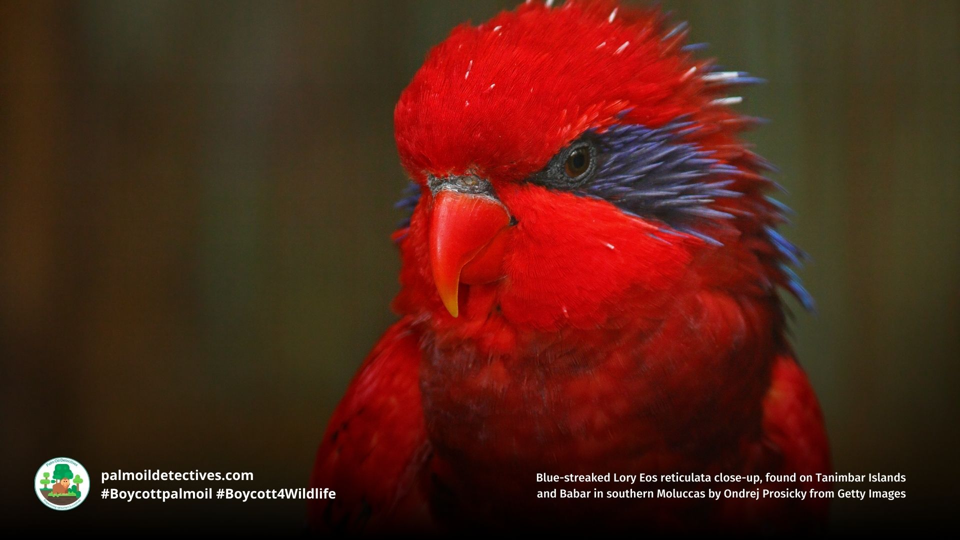 Blue-streaked Lory Eos reticulata close up of face