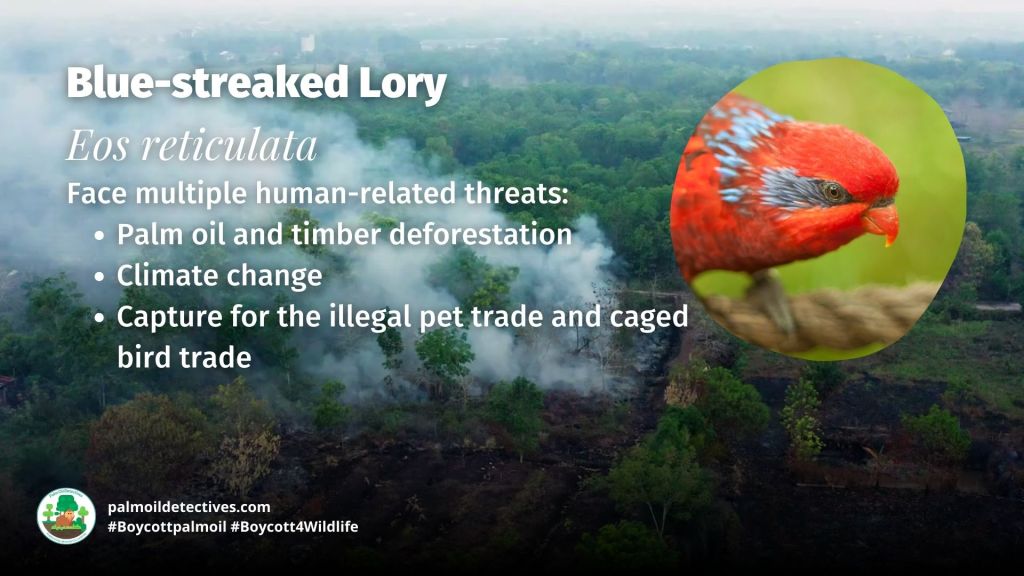 Blue-streaked Lory Eos reticulata threats