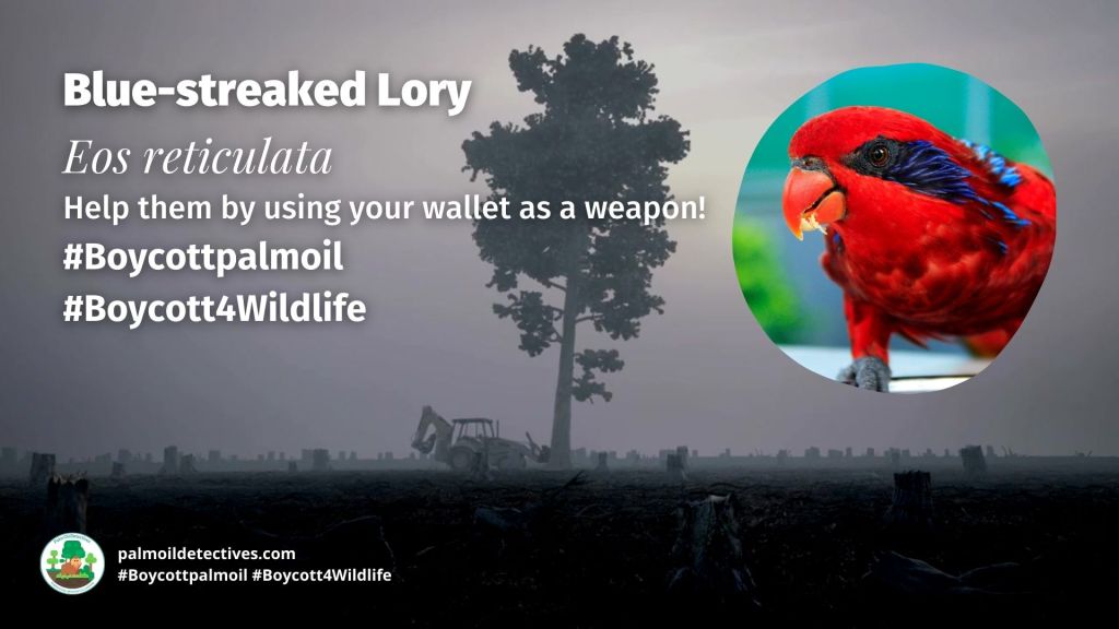 Blue-streaked Lory Eos reticulata boycott palm oil