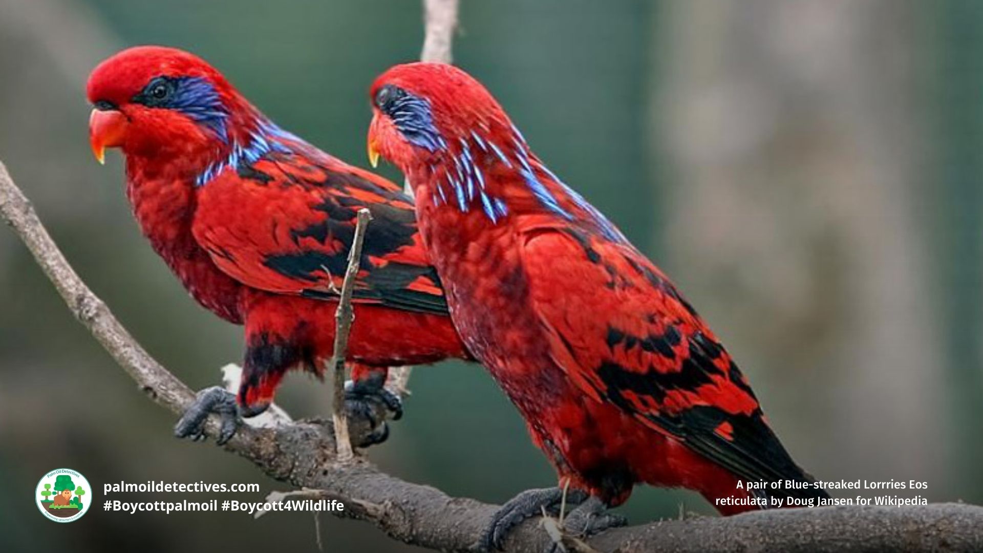 Two Blue-streaked Lory Eos reticulata sitting together