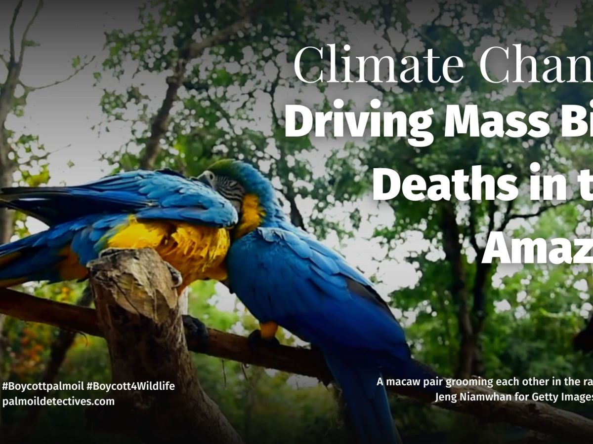 Climate Change Driving Mass Bird Deaths in the&nbsp;Amazon