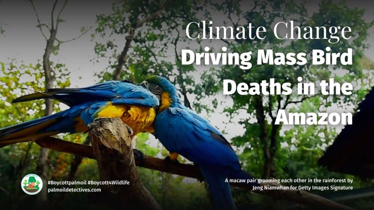 Climate Change Driving Mass Bird Deaths in the&nbsp;Amazon