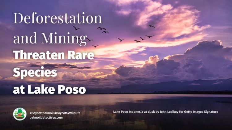 Deforestation and Mining Threaten Rare Species at Lake&nbsp;Poso
