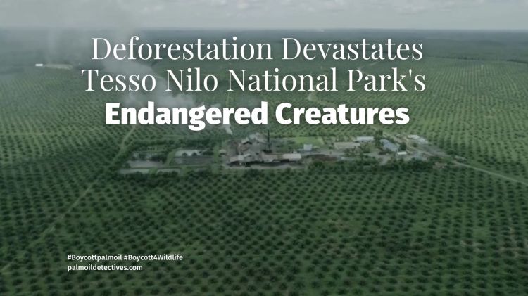 Deforestation Devastates Tesso Nilo National Park's Endangered Creatures
