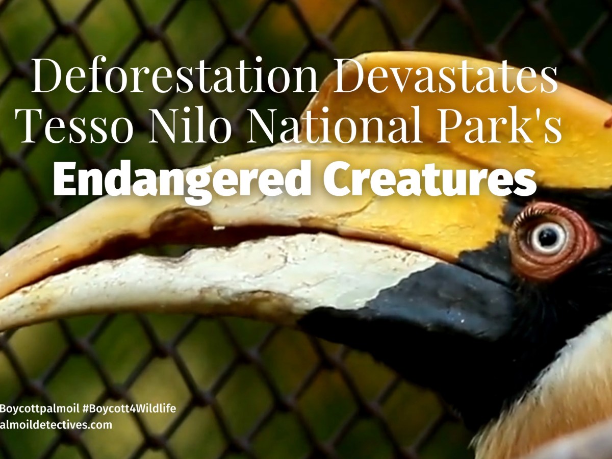 Deforestation Devastates Tesso Nilo National Park’s Endangered&nbsp;Creatures