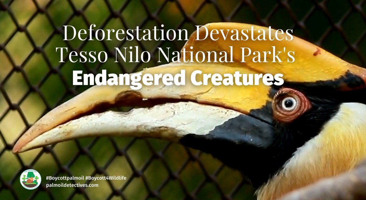 Deforestation Devastates Tesso Nilo National Park’s Endangered&nbsp;Creatures
