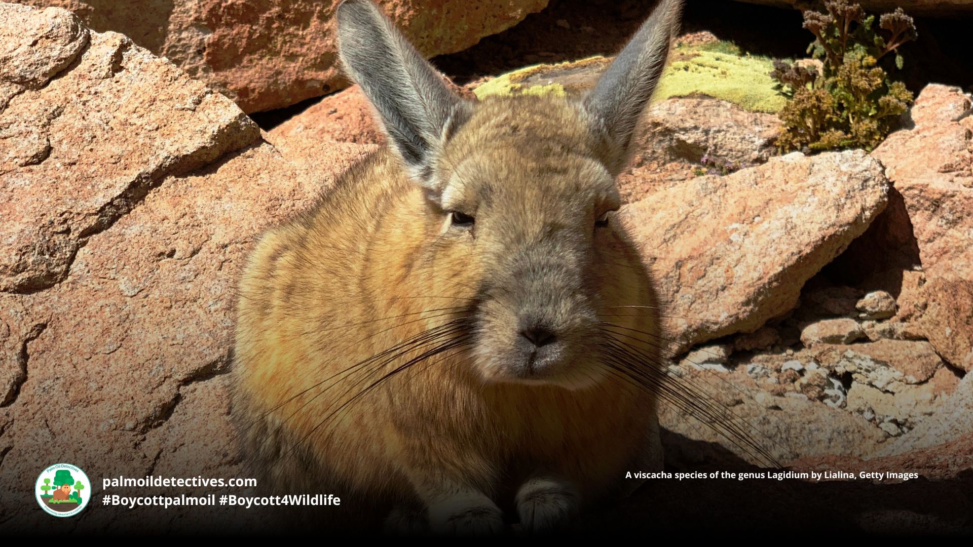 Ecuadorean Viscacha Lagidium ahuacaense