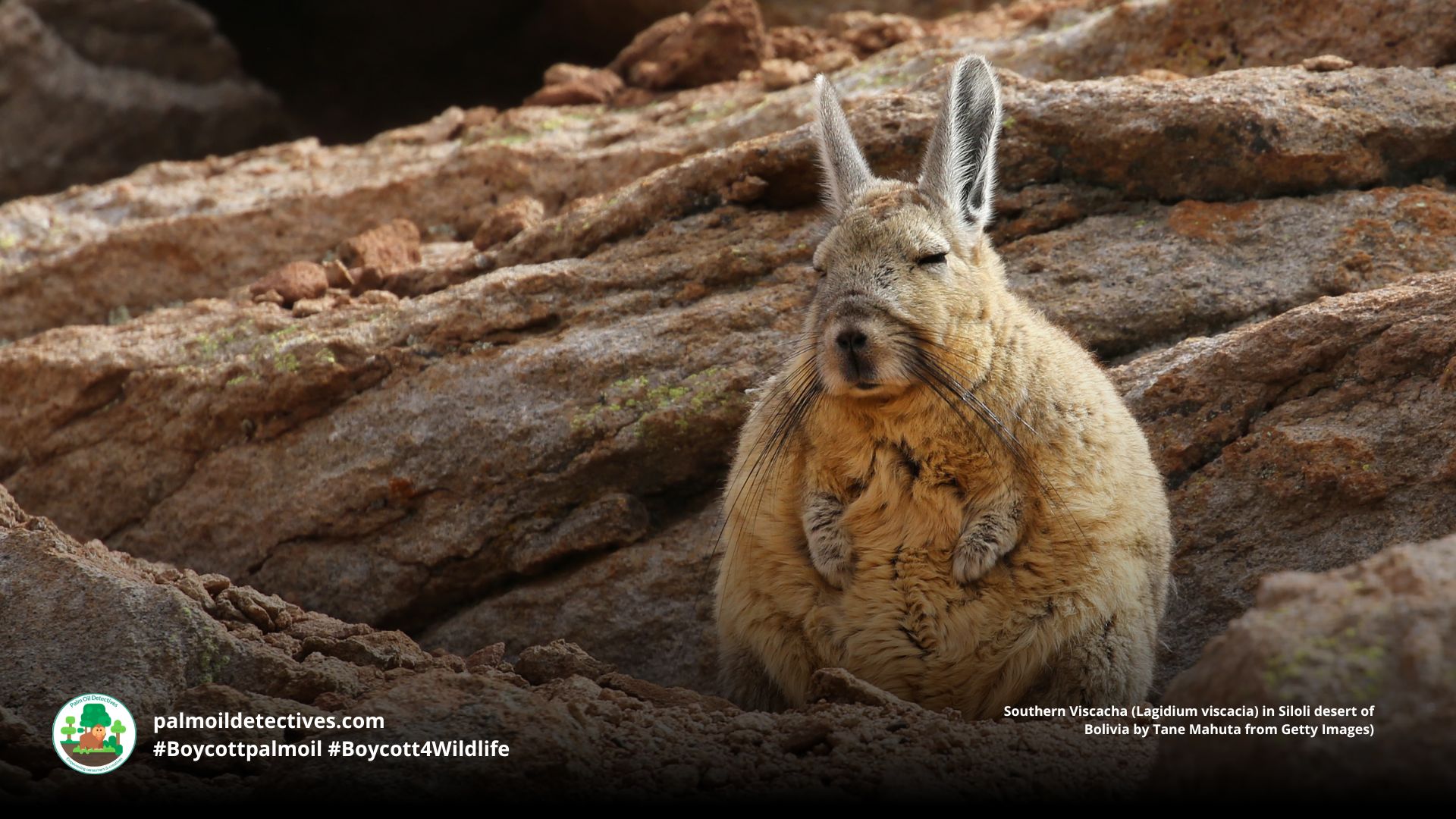 Ecuadorean Viscacha Lagidium ahuacaense