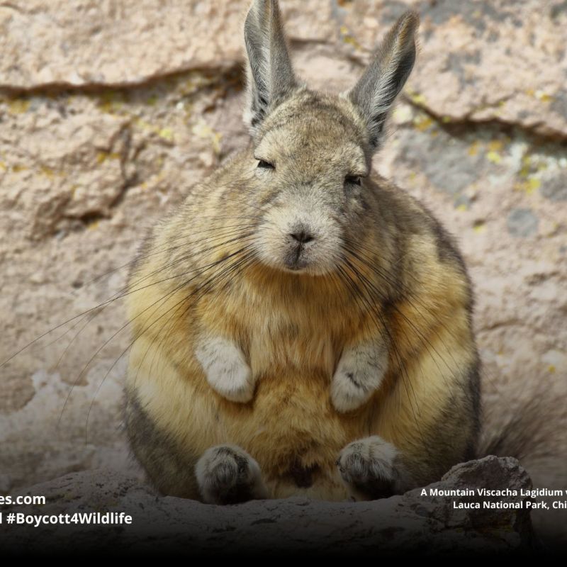 Ecuadorean Viscacha Lagidium&nbsp;ahuacaense