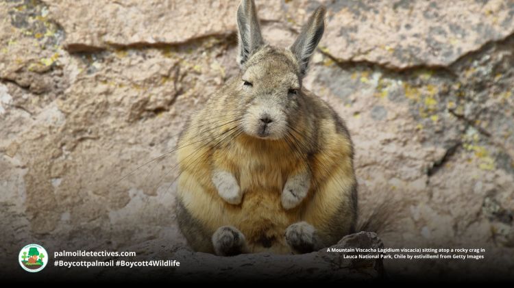 Ecuadorean Viscacha Lagidium&nbsp;ahuacaense