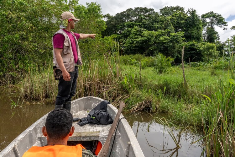 Park ranger Cesar Ortega points out newly planted oil palm: “When the oil palm is still so young, it is critical to remove it