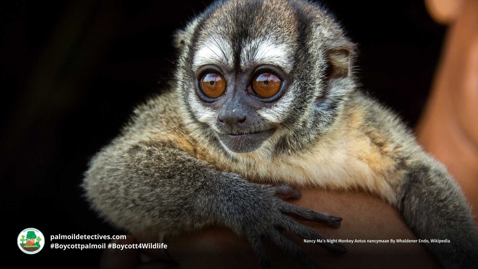 Nancy Ma’s Night Monkey Aotus nancymaae