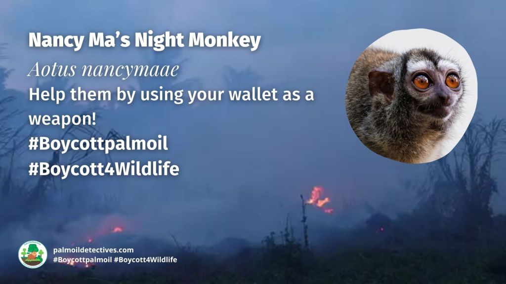 Nancy Ma’s Night Monkey Aotus nancymaae