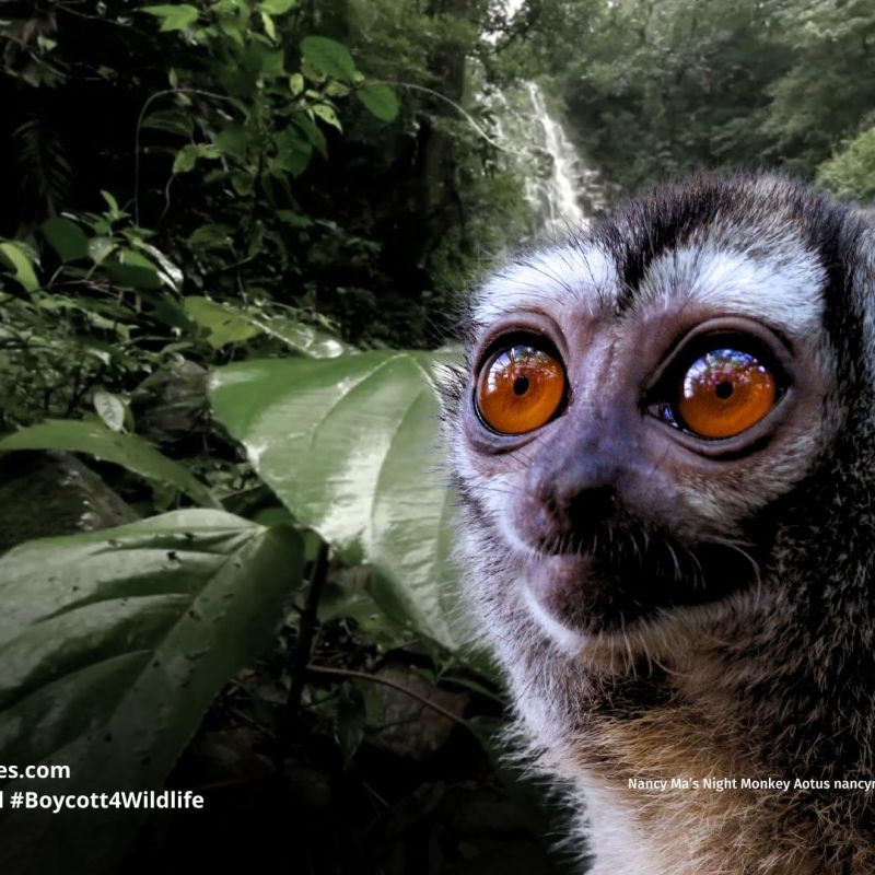 Nancy Ma’s Night Monkey Aotus&nbsp;nancymaae