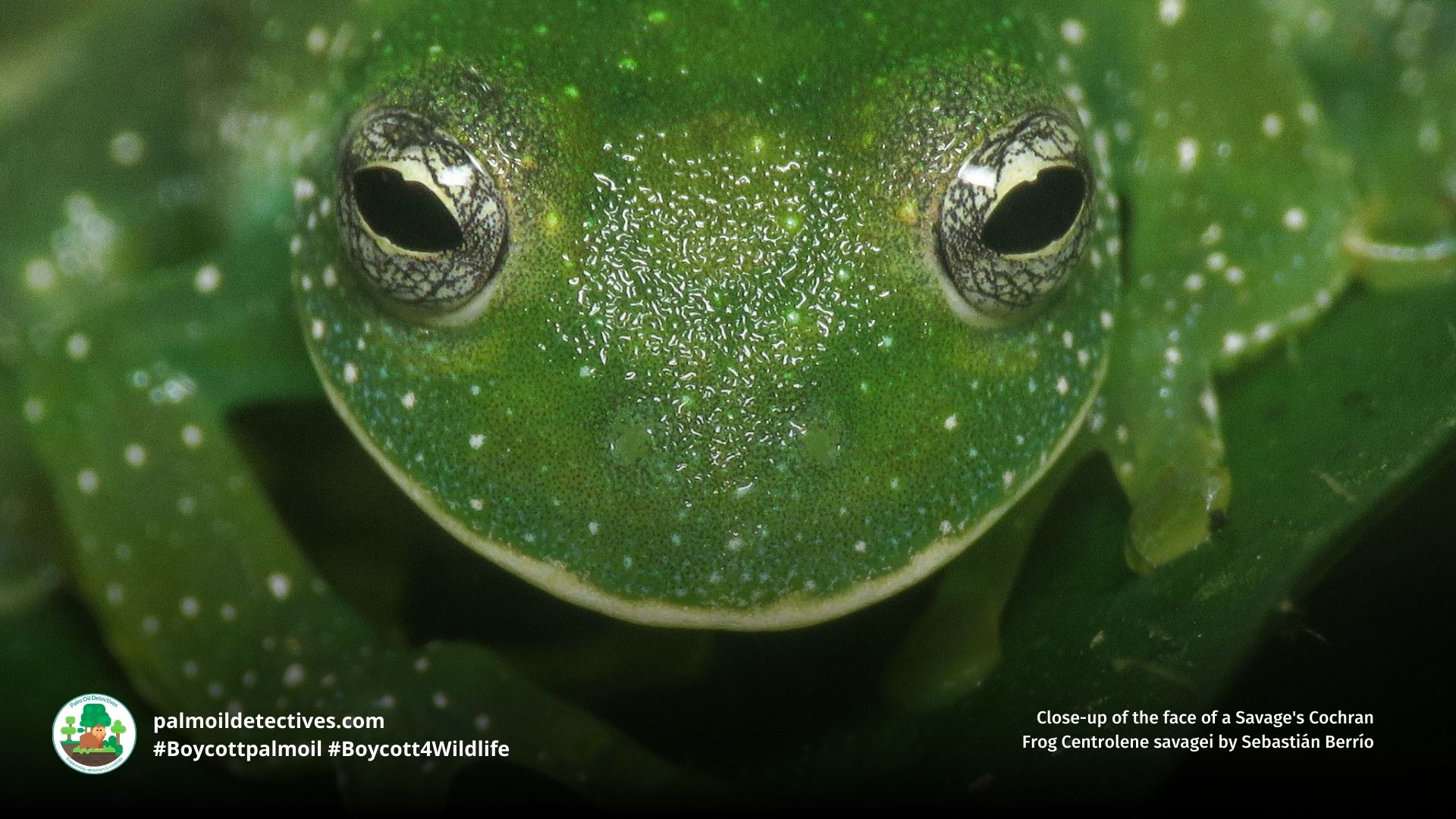 Savage’s Glass Frog Centrolene savagei