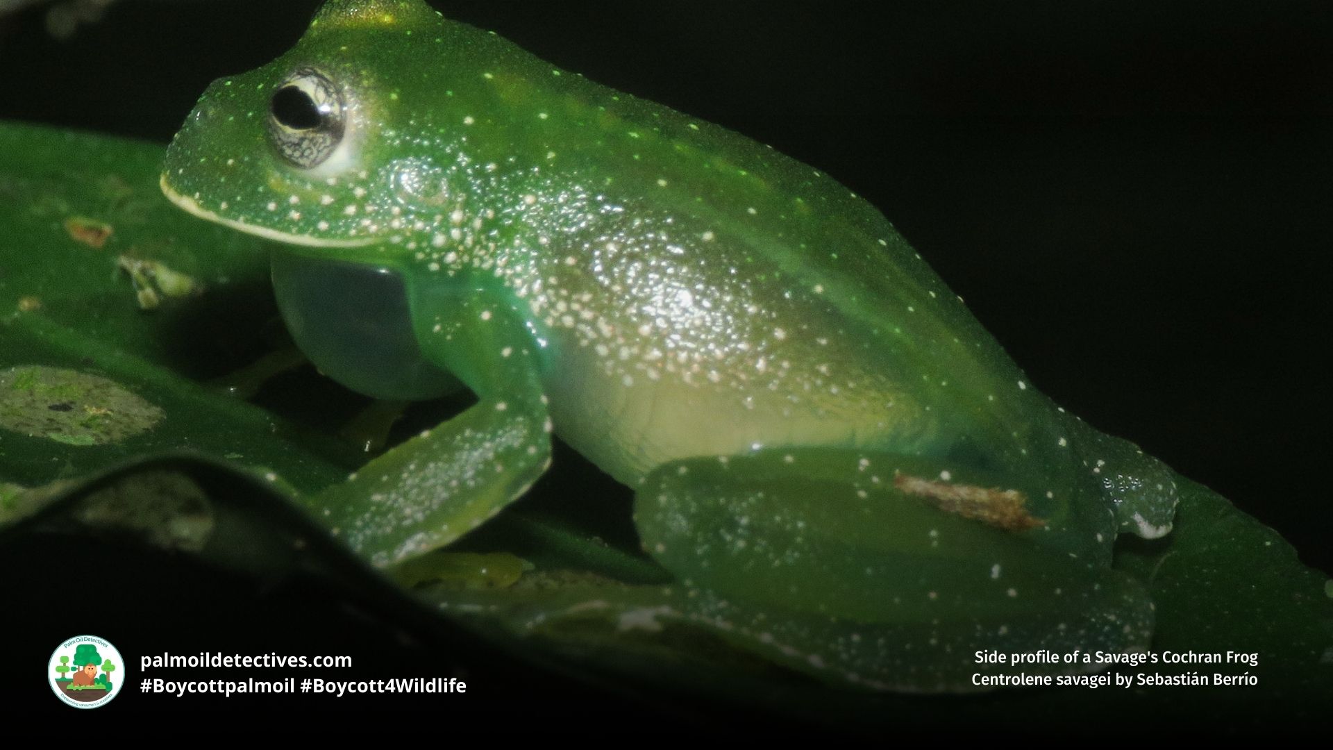 Savage’s Glass Frog Centrolene savagei