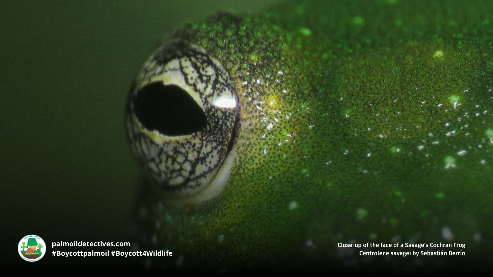 Savage’s Glass Frog Centrolene savagei