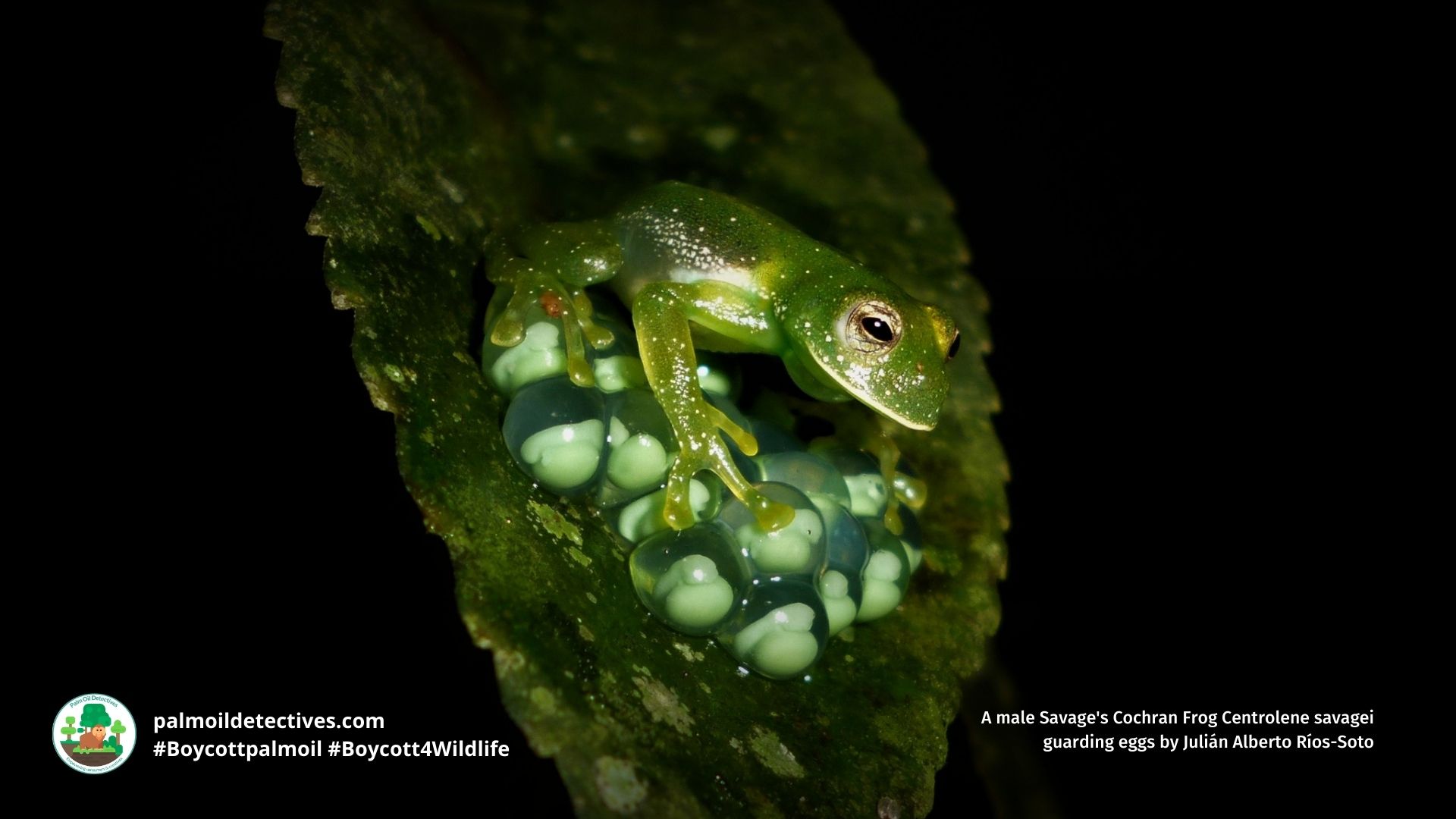 Savage’s Glass Frog Centrolene savagei
