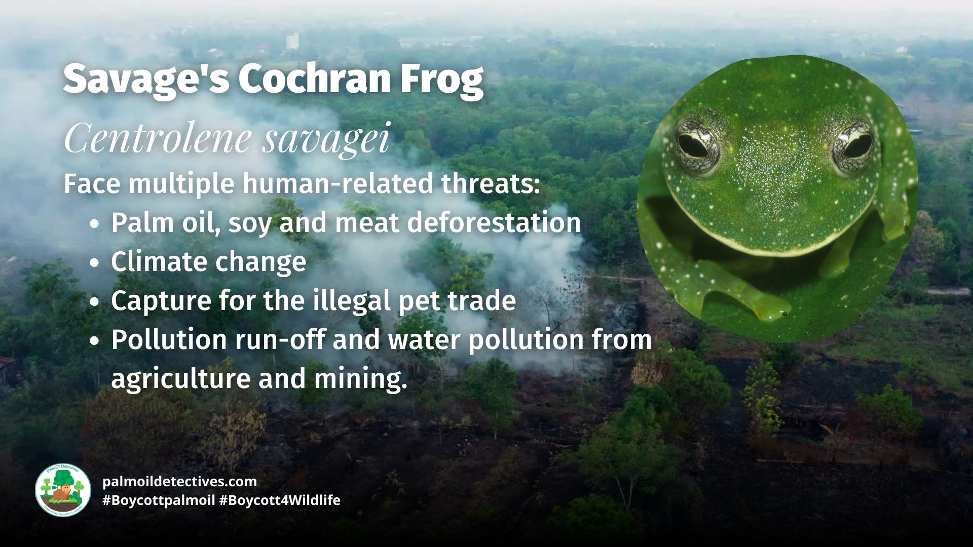 Savage’s Glass Frog Centrolene savagei threats