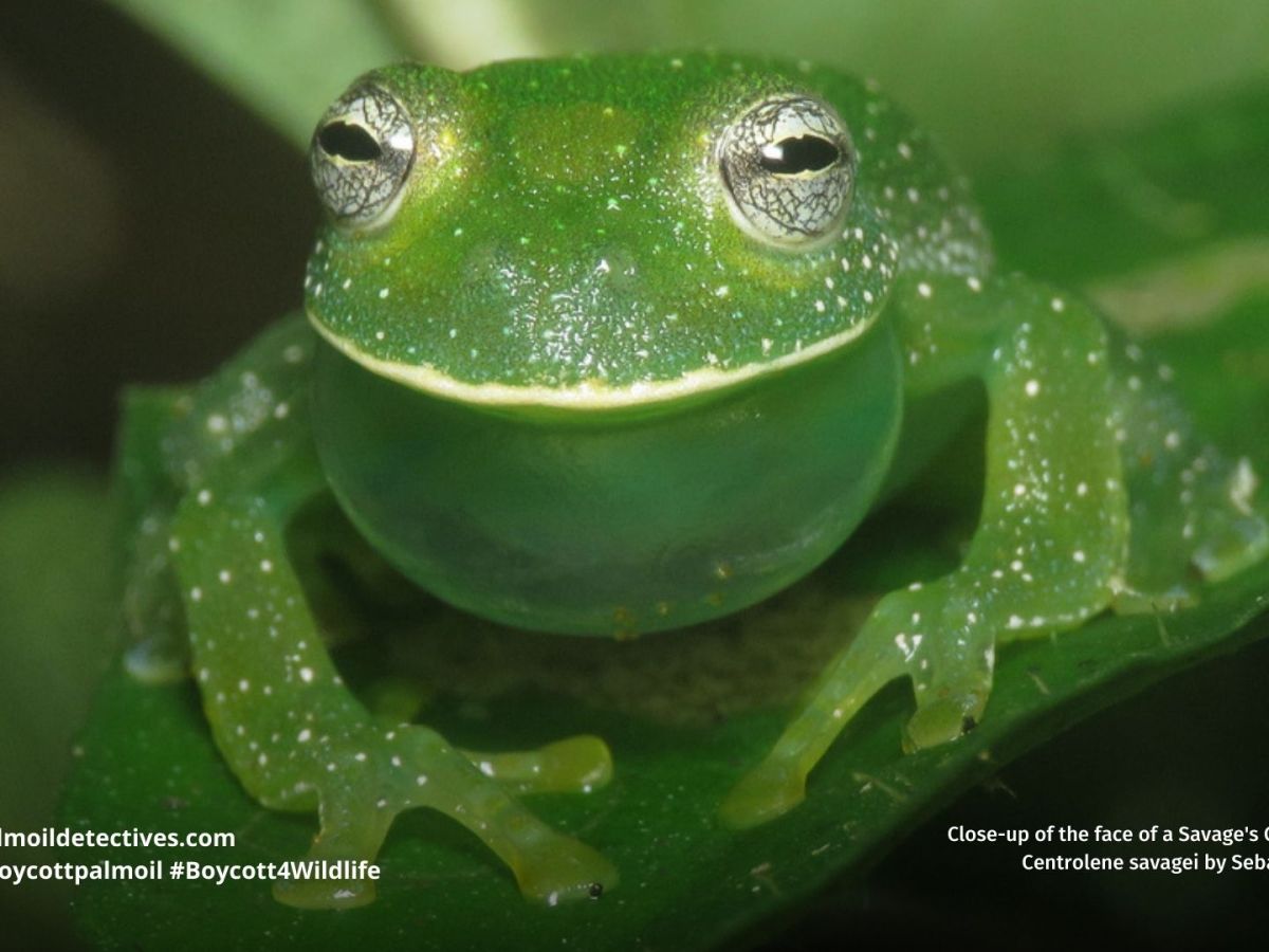Savage’s Glass Frog Centrolene&nbsp;savagei