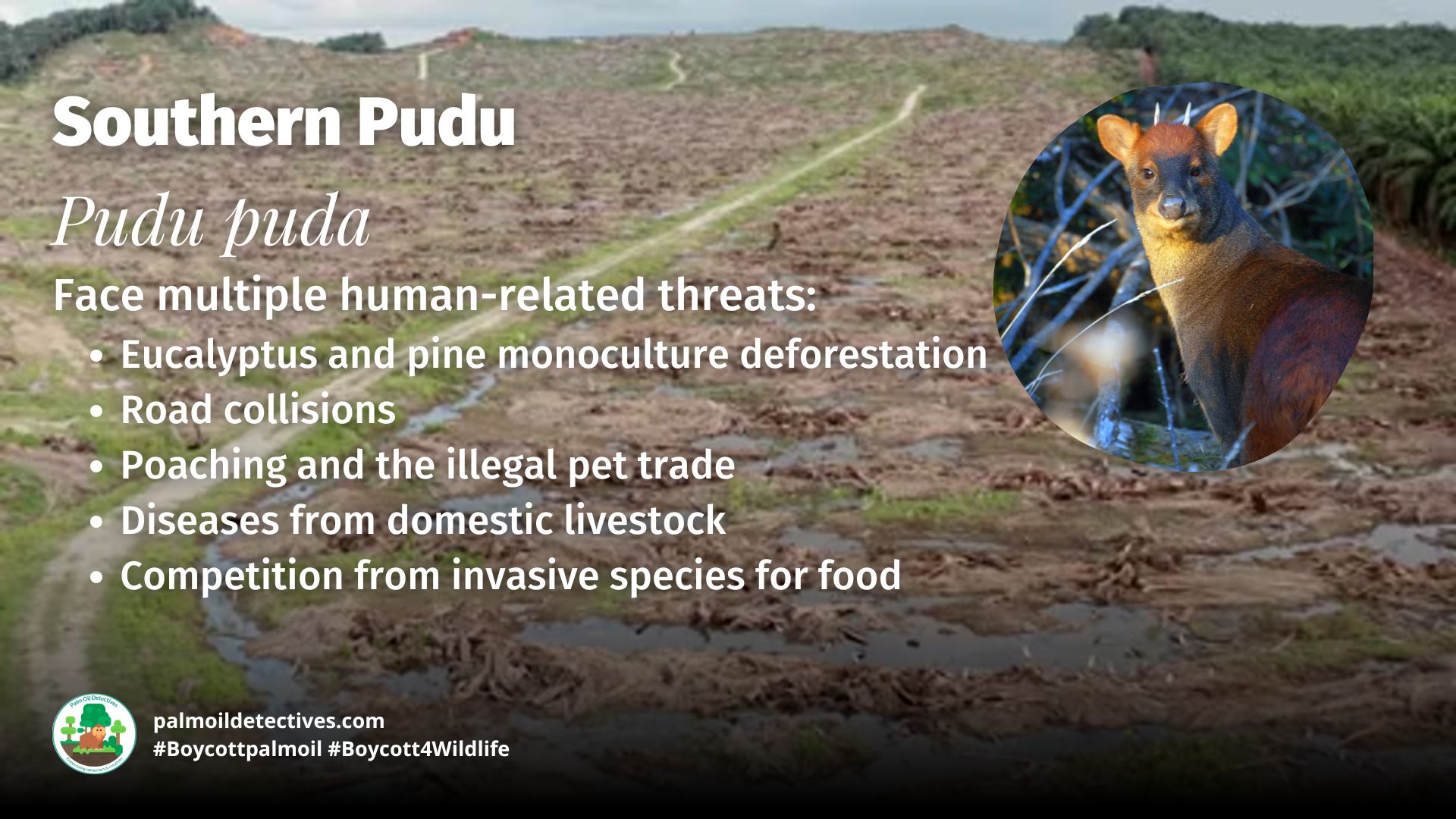 Southern Pudu Pudu threats