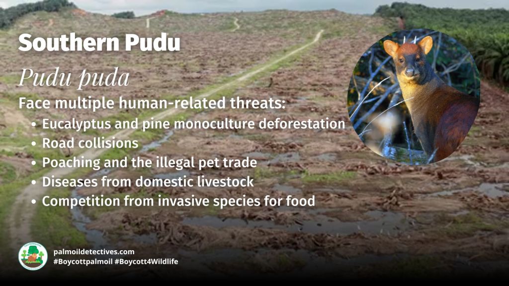 Southern Pudu Pudu threats