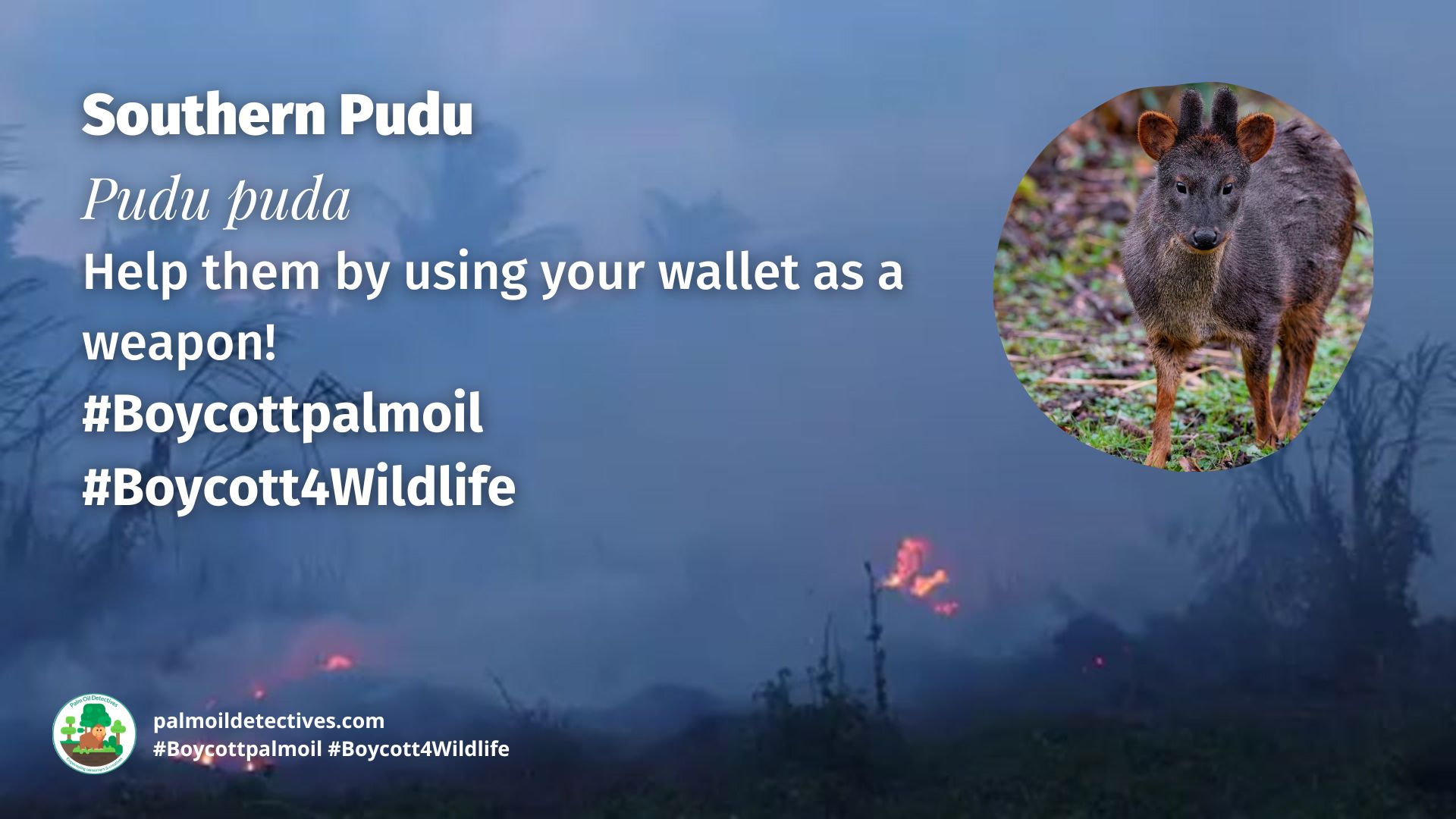 Southern Pudu Pudu boycott to raise awareness