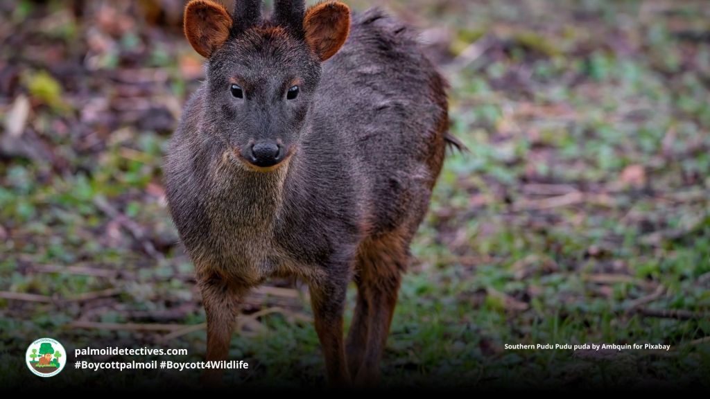 Southern Pudu Pudu puda growing antlers