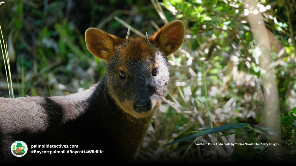 Male Southern Pudu Pudu puda with short spiky antlers
