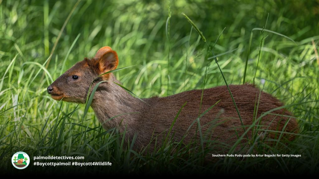 Southern Pudu Pudu puda walking through grass