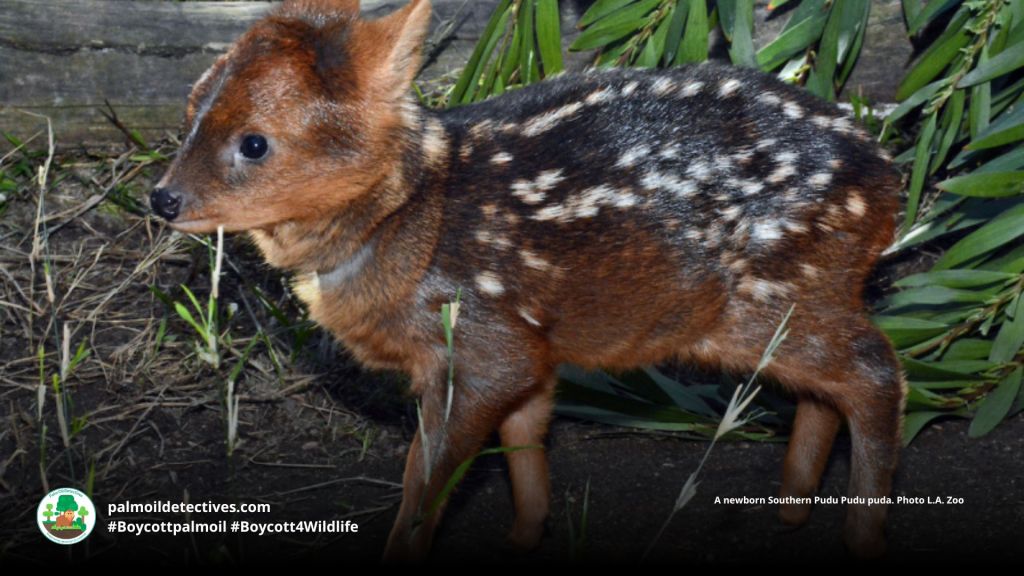 Southern Pudu Pudu puda baby with flecked coat for camouflage