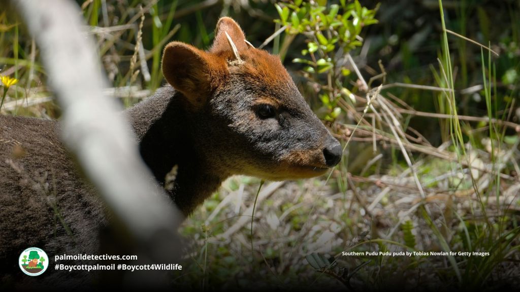 Male Southern Pudu Pudu puda with short spiky antlers