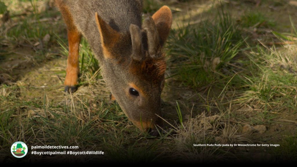 Male Southern Pudu Pudu puda growing his short spiky antlers