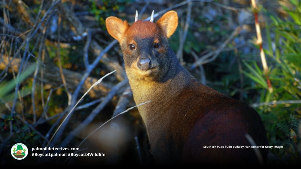 Male Southern Pudu Pudu puda with short spiky antlers