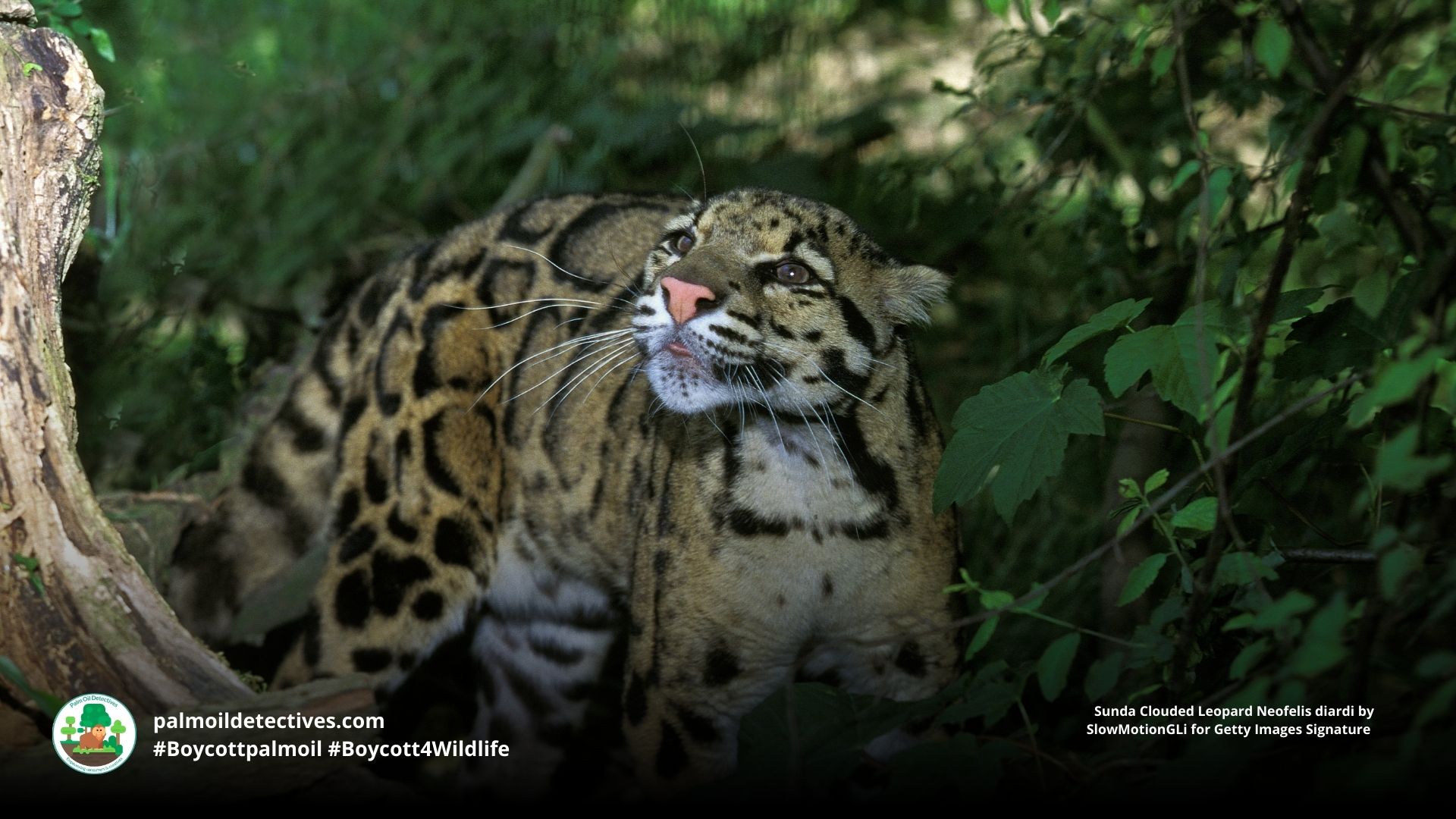 Sunda Clouded Leopard Neofelis diardi 